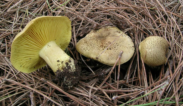 A proposito del Tricholoma equestre.